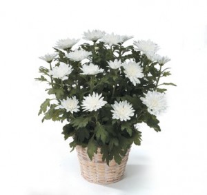 6" Chrysanthemum Plant for memorial