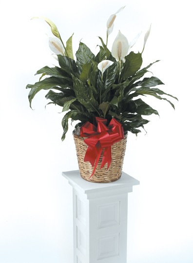 White Peace Lily on a pedestal