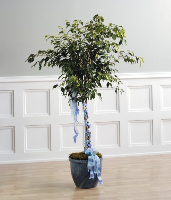 Potted Ficus Tree
